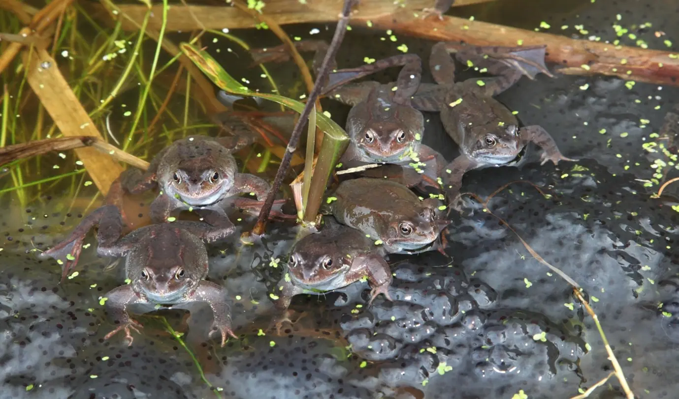 Common Frogs © Richard Gallon